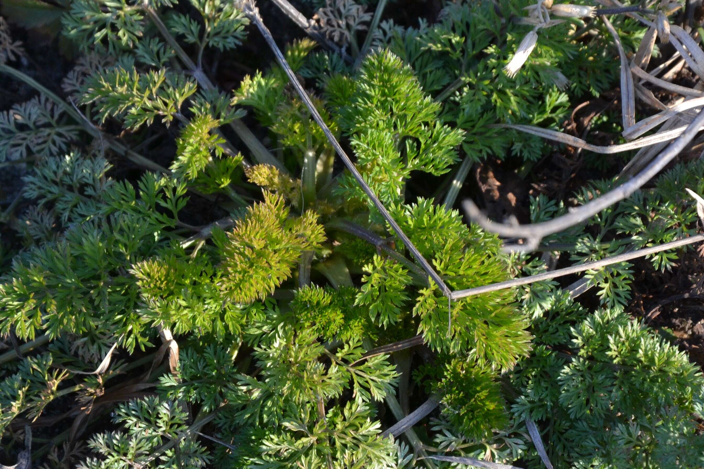 Image of Queen Anne's lace