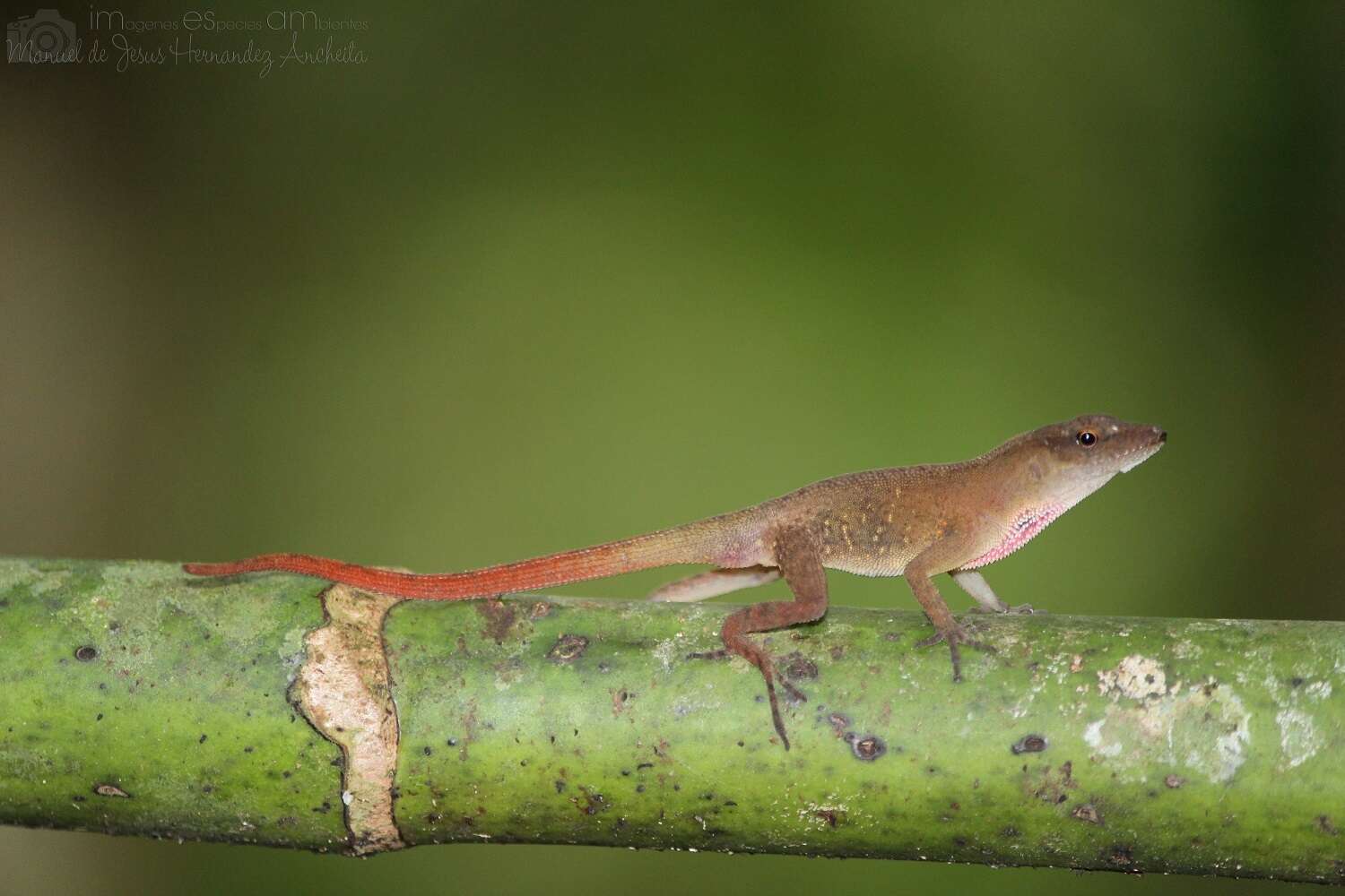 Sivun Anolis uniformis Cope 1885 kuva