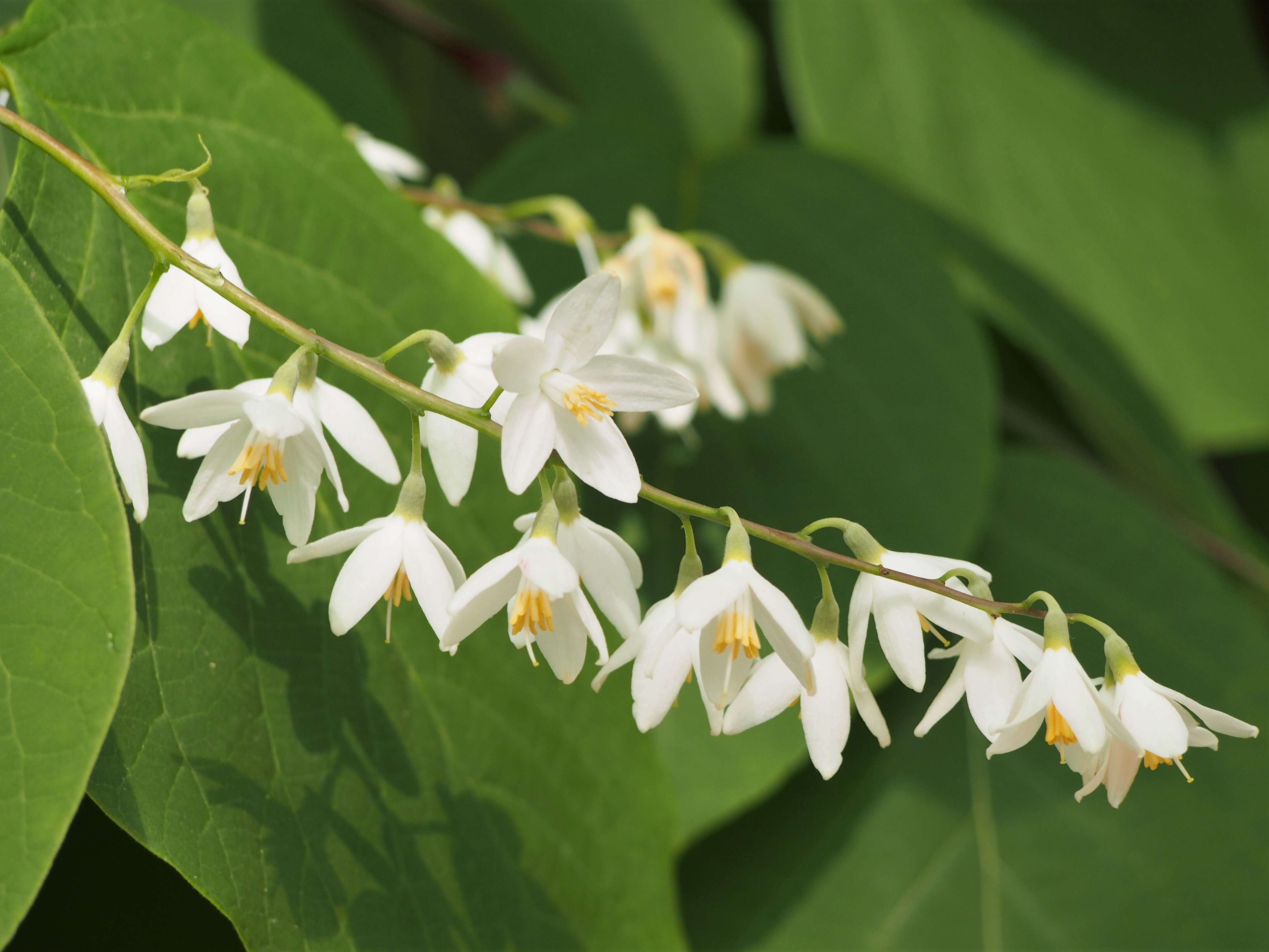 Plancia ëd Styrax obassia Siebold & Zucc.