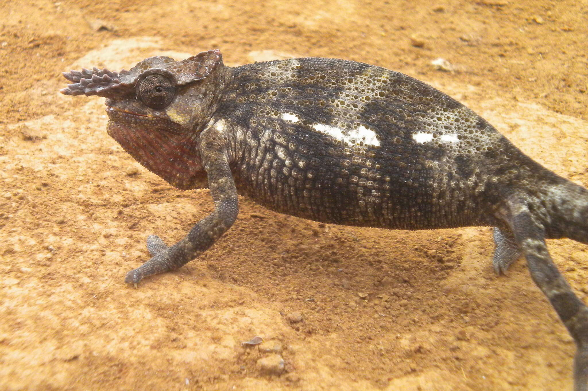 Image of Kilimanjaro Blade-horned Chameleon
