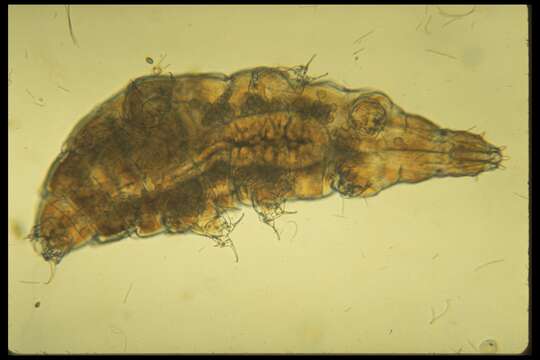 Imagem de Milnesium tardigradum Doyère 1840