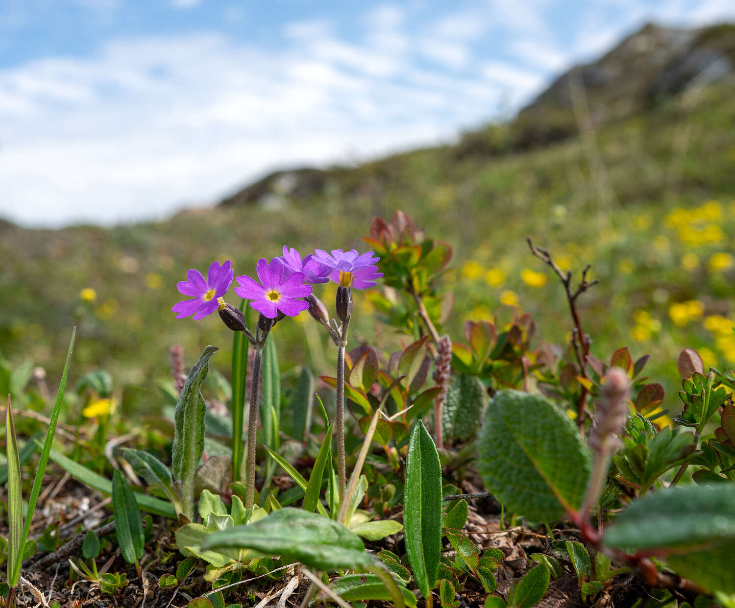 Plancia ëd Primula scandinavica Brunn.