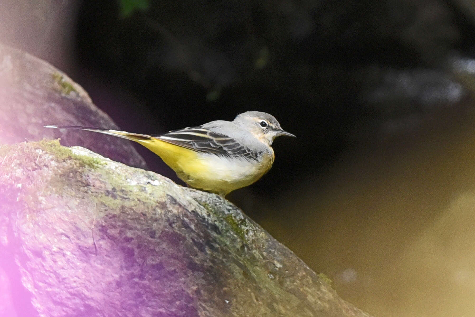 Image of Grey Wagtail