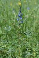 Image of narrowleaf lupine