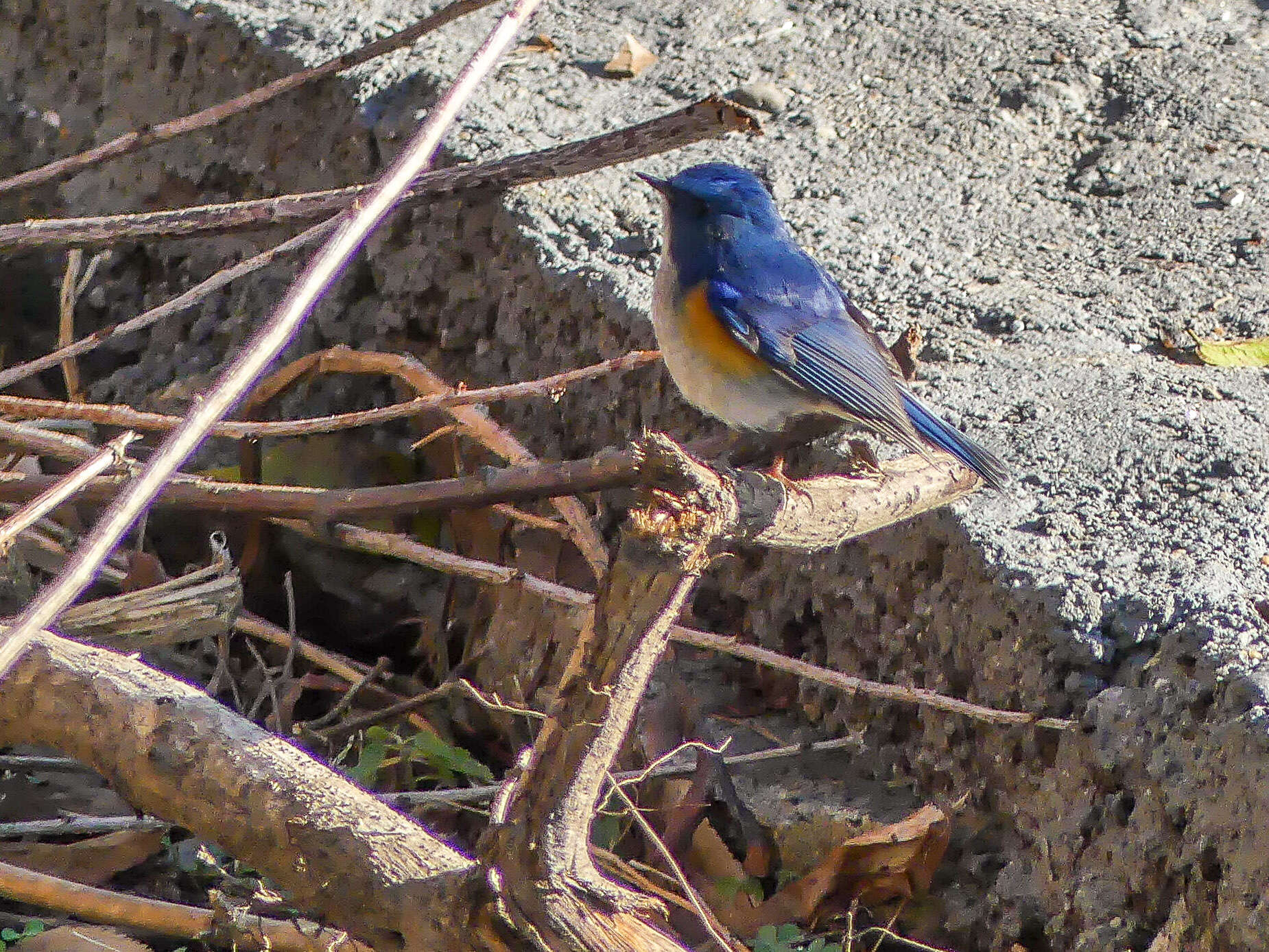 Image de Robin de l’Himalaya