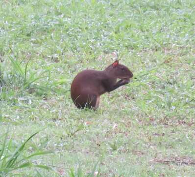 Image of Central American Agouti