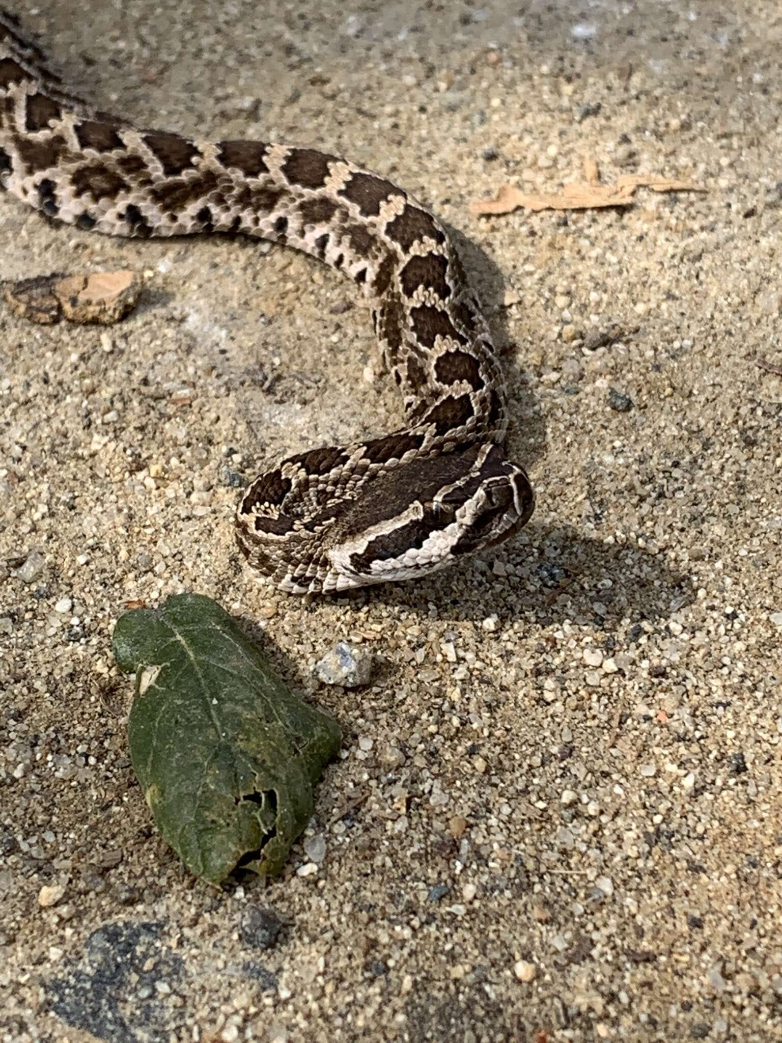 Image of Northern Pacific Rattlesnake