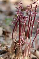 Image of Spring coralroot