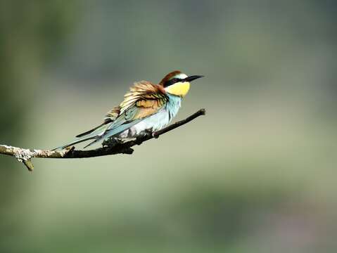 Image of bee-eater, european bee-eater