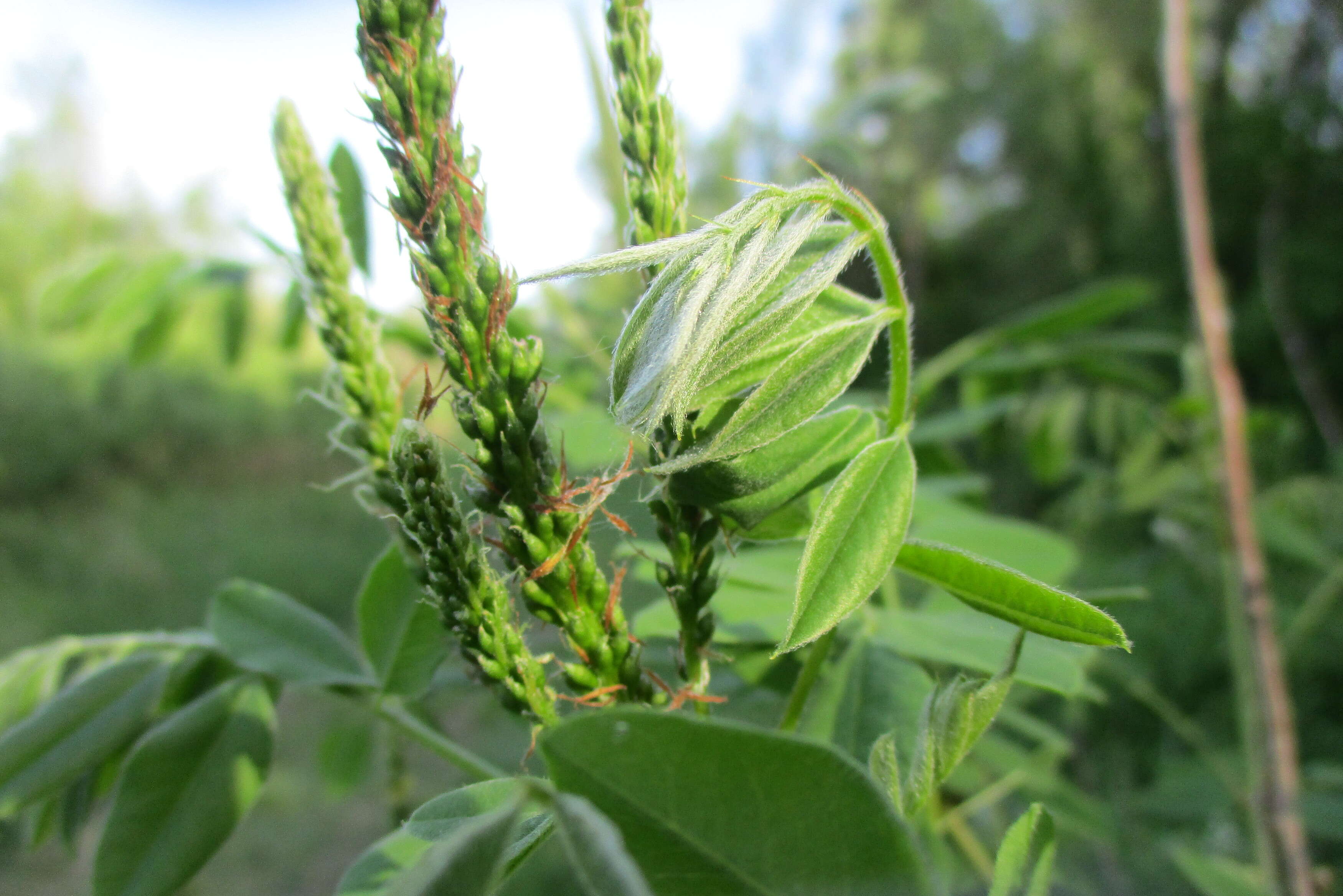 Image of desert false indigo