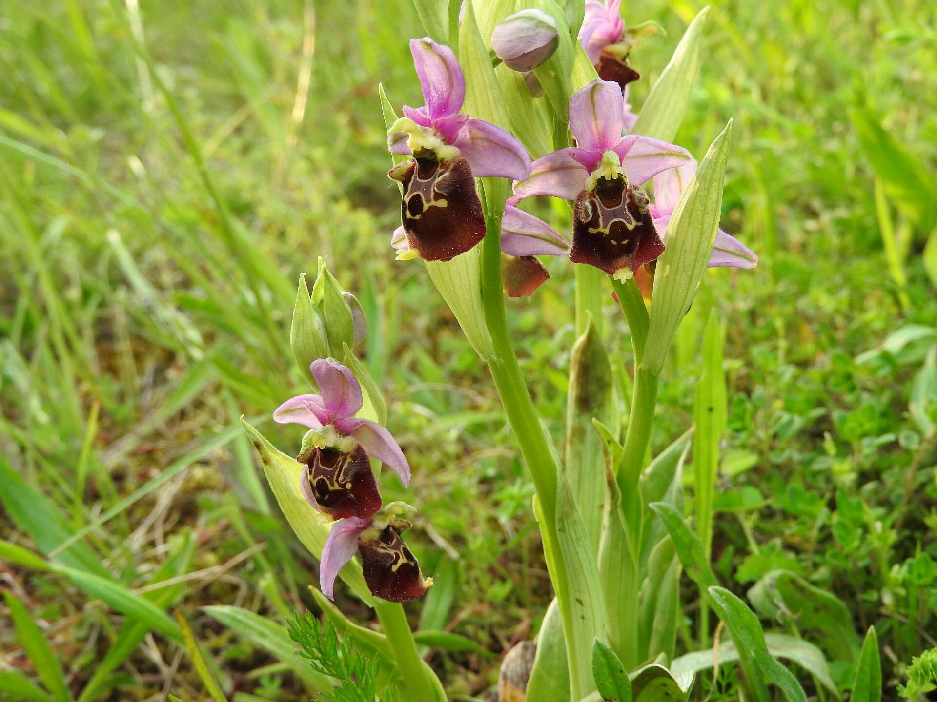 Image of Ophrys holosericea