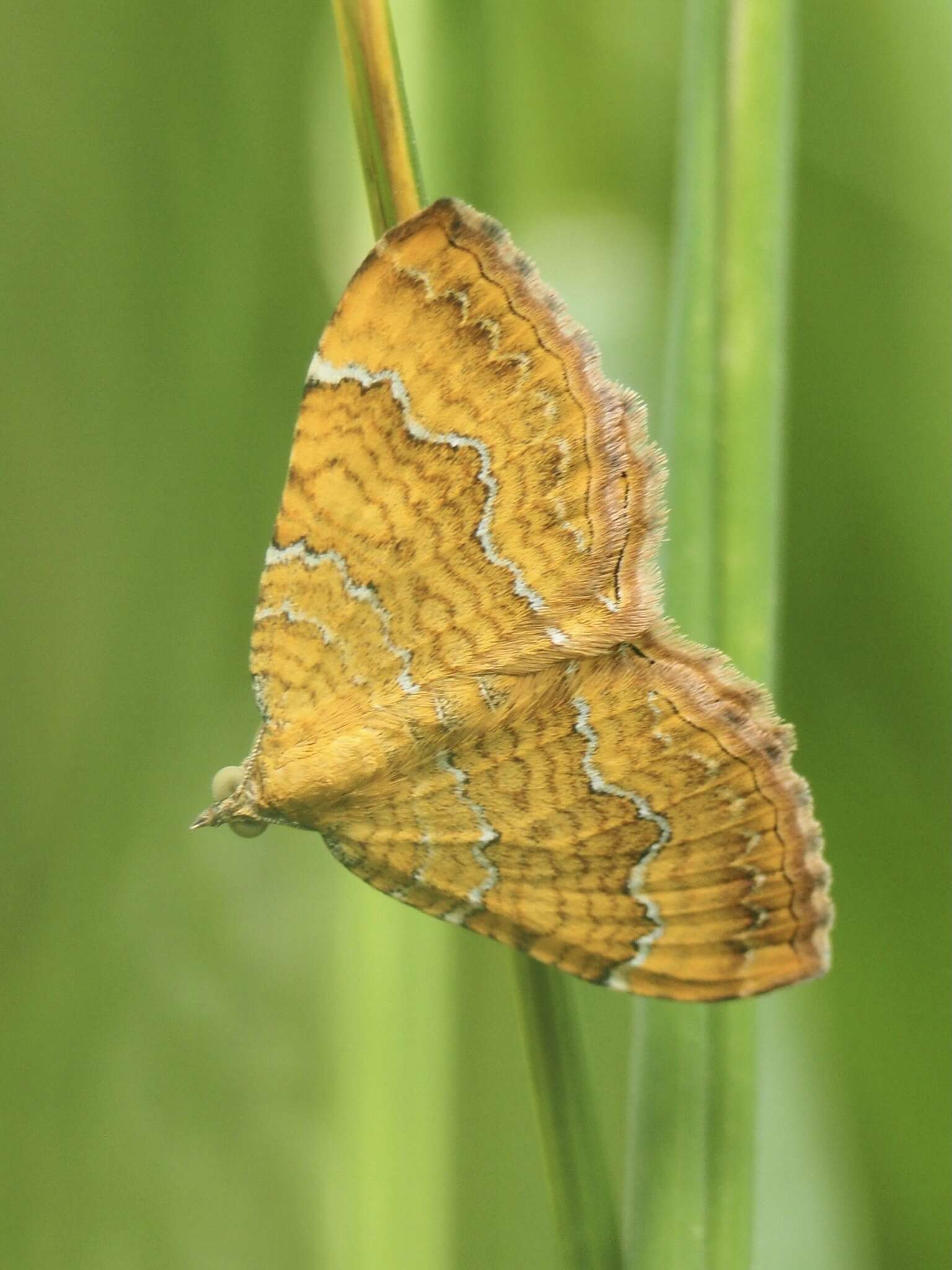 Image of Camptogramma bilineata