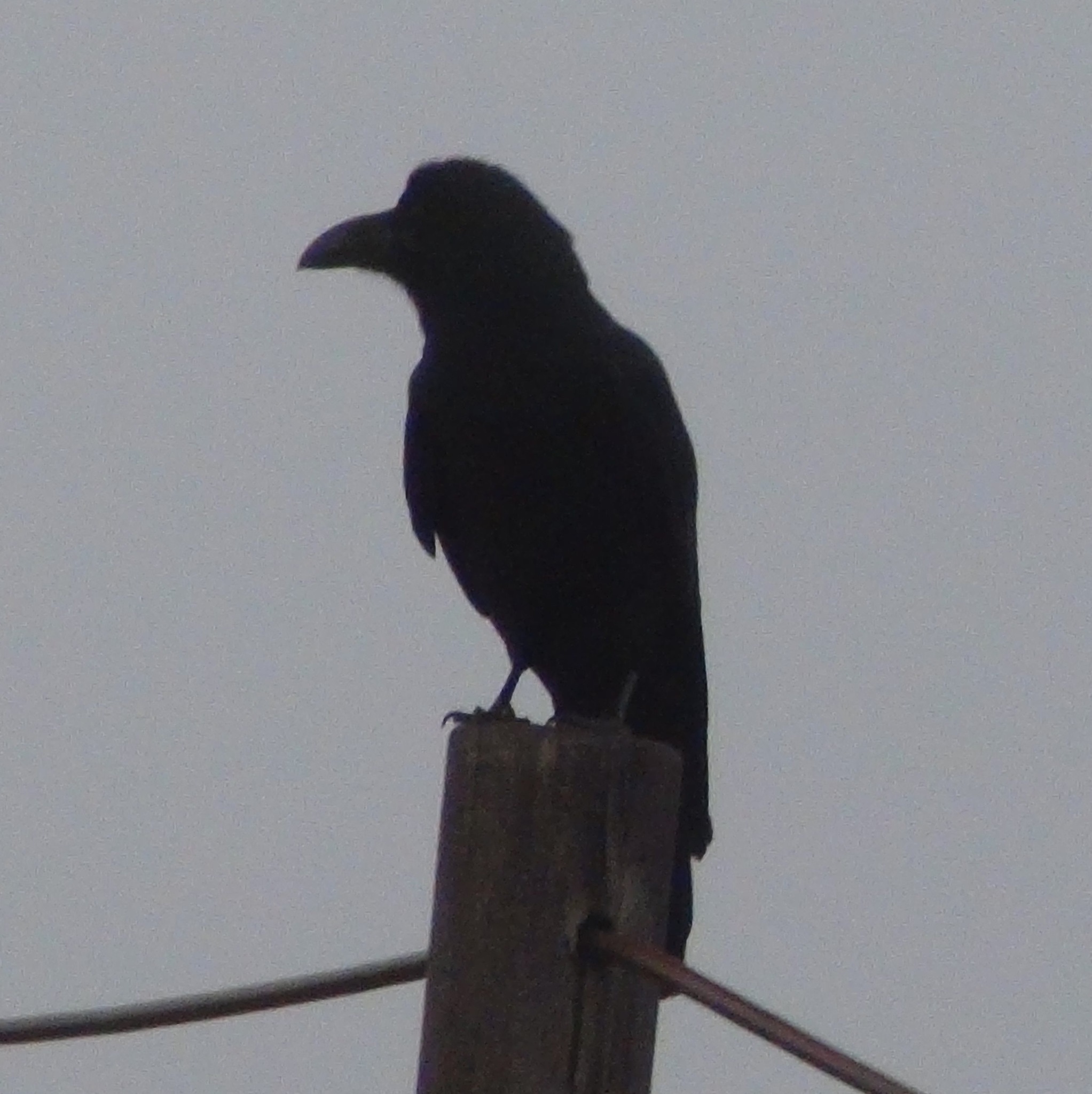 Large-billed Crow media - Encyclopedia of Life