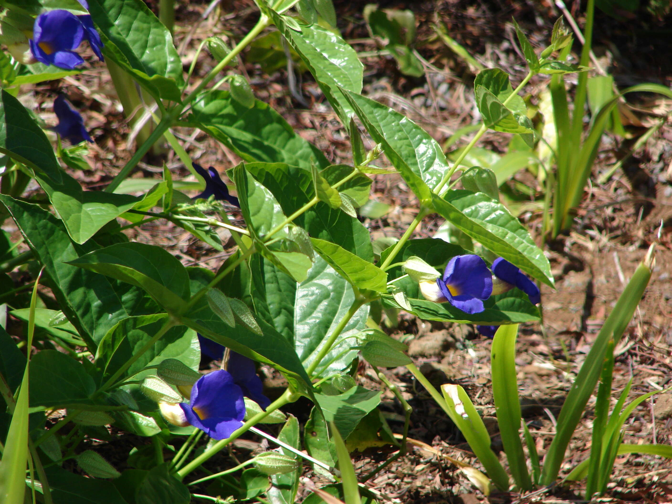 Image of Thunbergia battiscombei Turrill