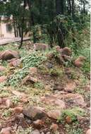 Image of Long-tailed Macaque