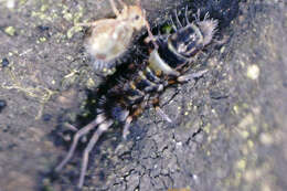 Image of hairy-back girdled springtail