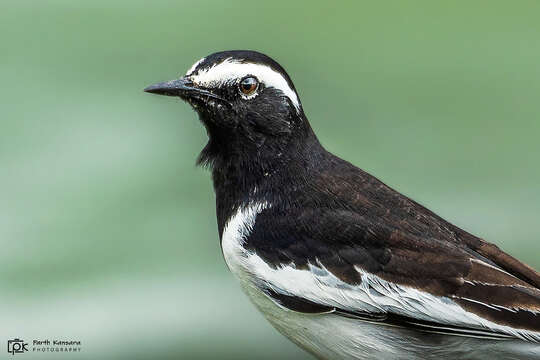 Image of White-browed Wagtail