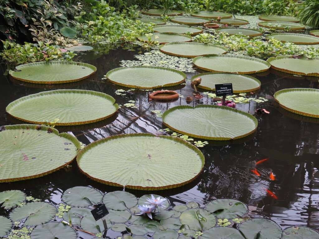 Image of giant waterlily