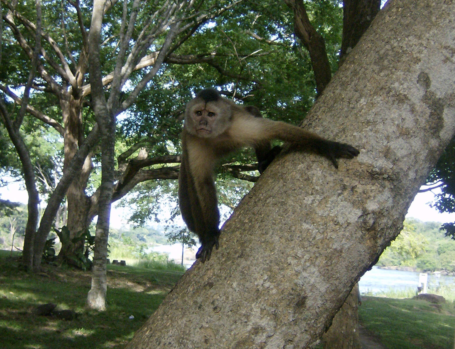 Image of Weeper Capuchin