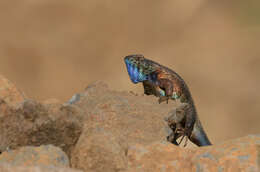 Image of Sceloporus horridus Wiegmann 1834