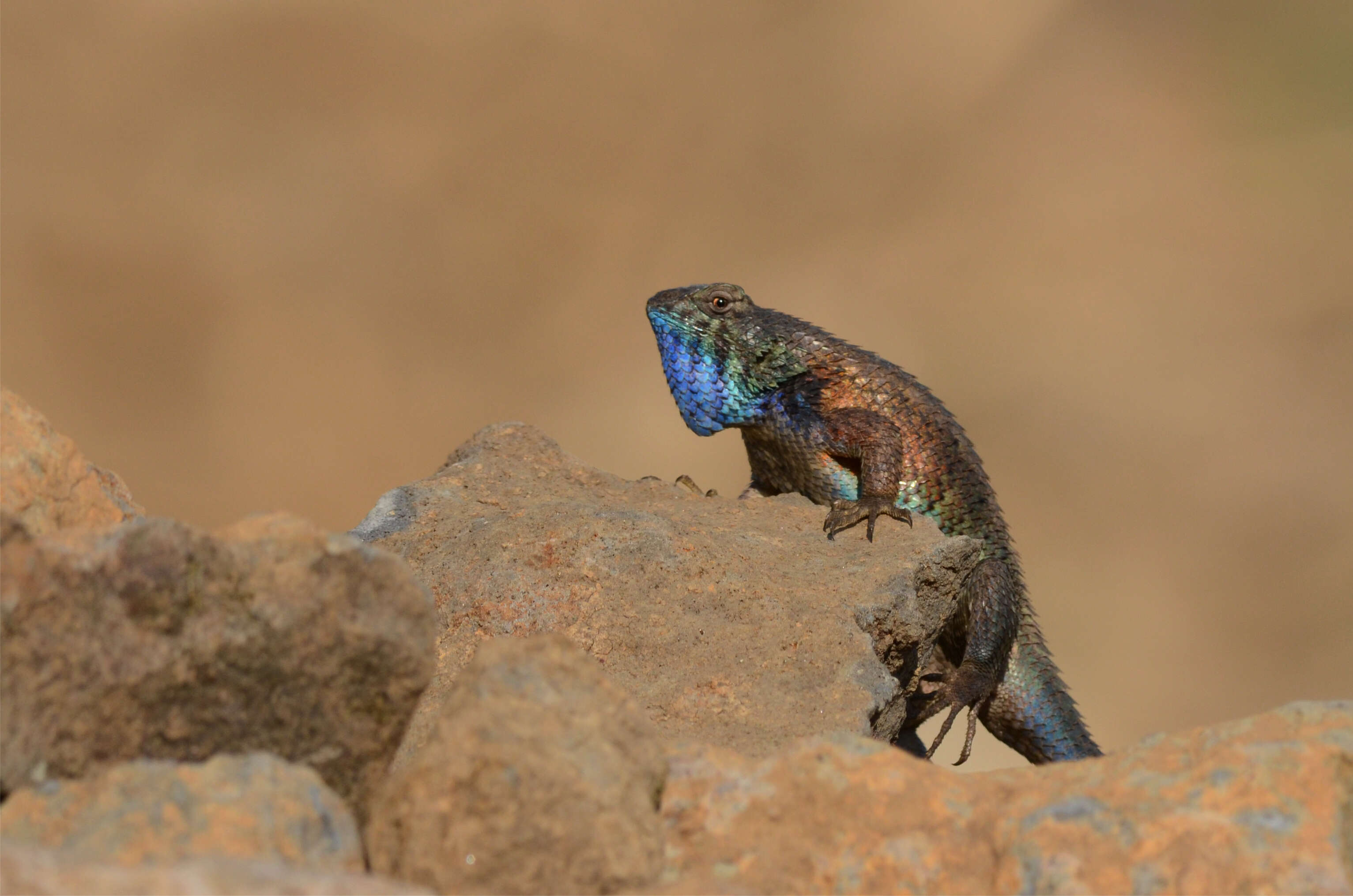 Image of Sceloporus horridus Wiegmann 1834