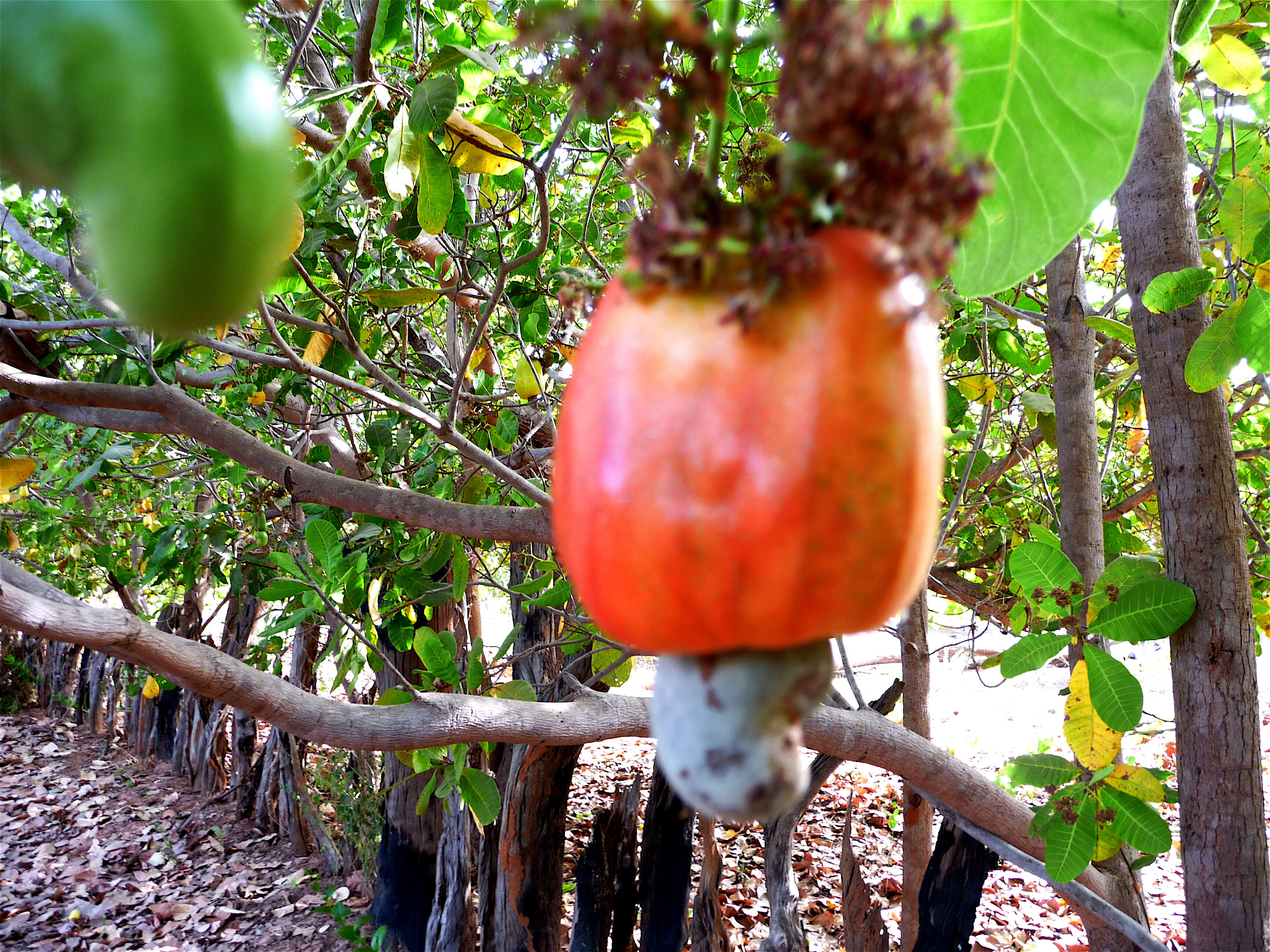 Image of cashew