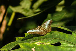 Imagem de Parthenos sylvia