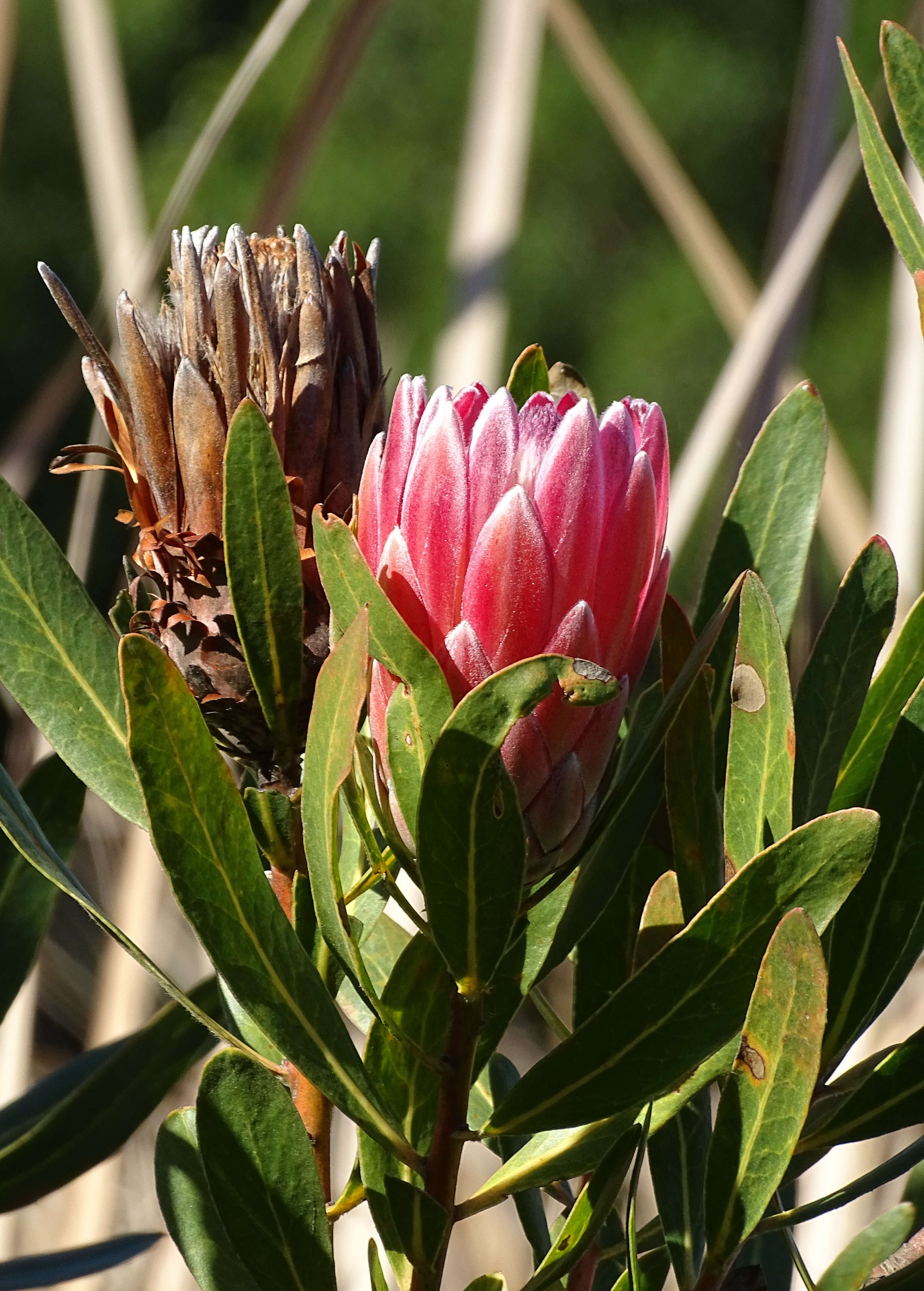 Imagem de Protea cynaroides (L.) L.