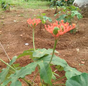 Imagem de Jatropha podagrica Hook.