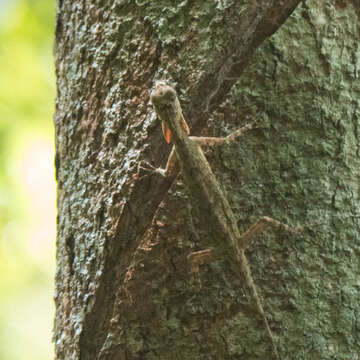 صورة Draco taeniopterus Günther 1861