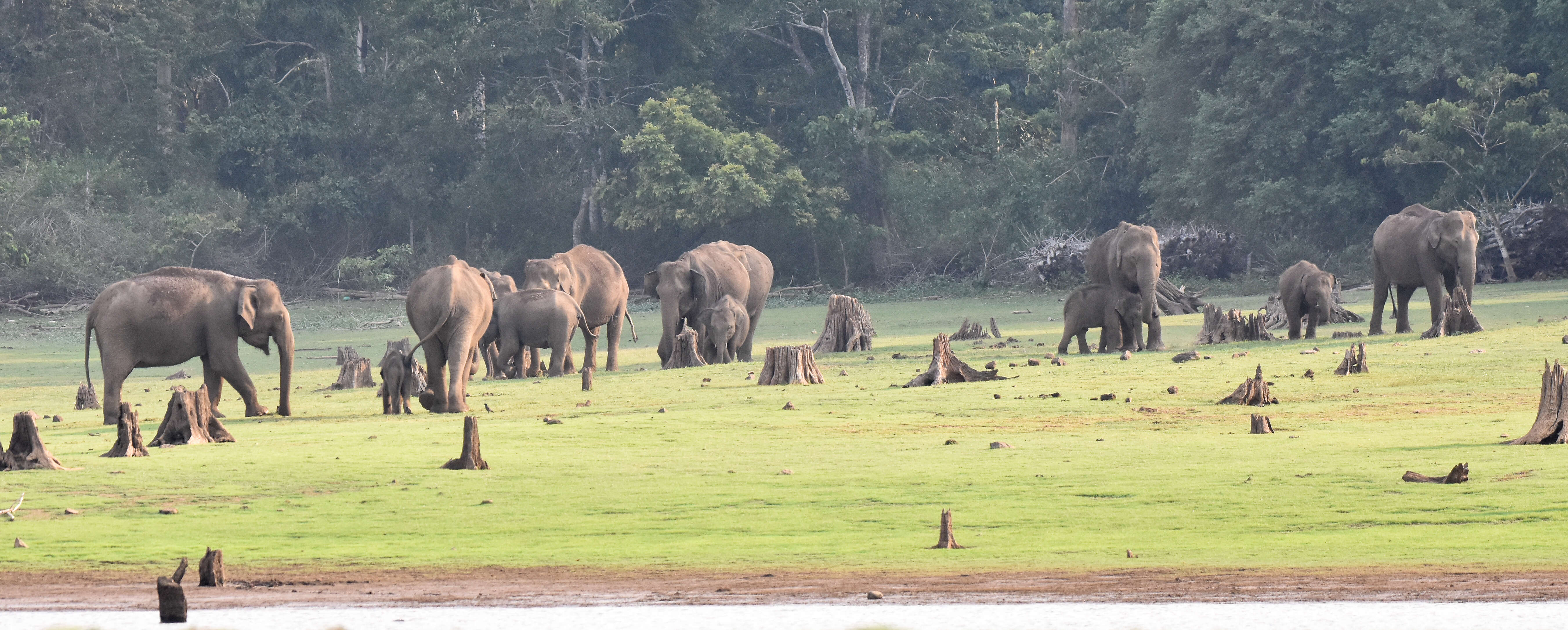 Image of Indian elephant