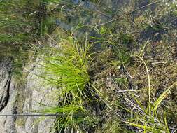 Image of Scirpus radicans Schkuhr