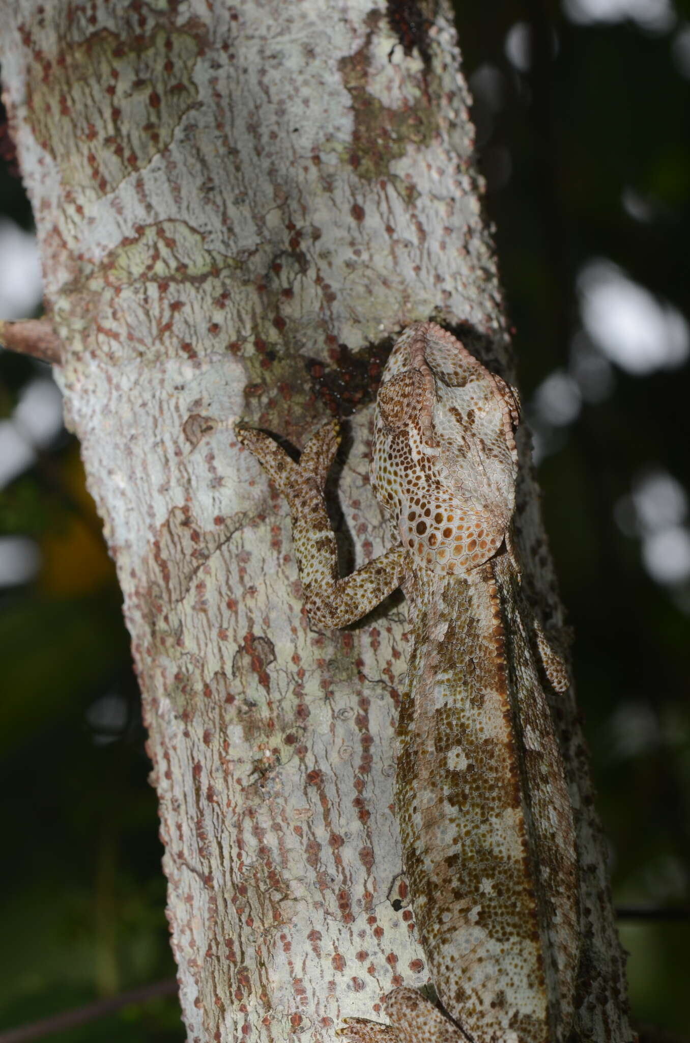 Image of Short-horned Chameleon