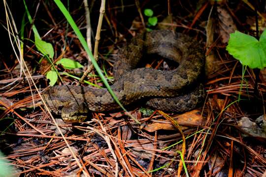 Image of Tzotzil Montane Pit Viper