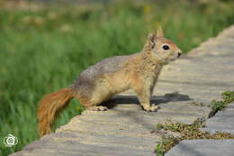 Image of Sciurus subgen. Tenes Thomas 1909