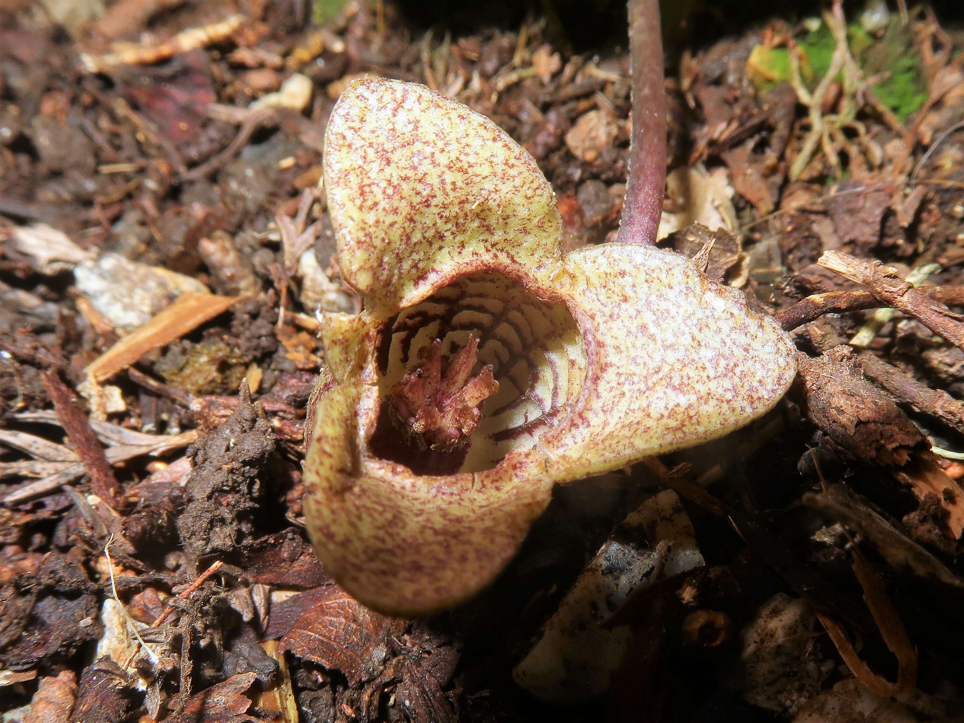 Image of Wild ginger