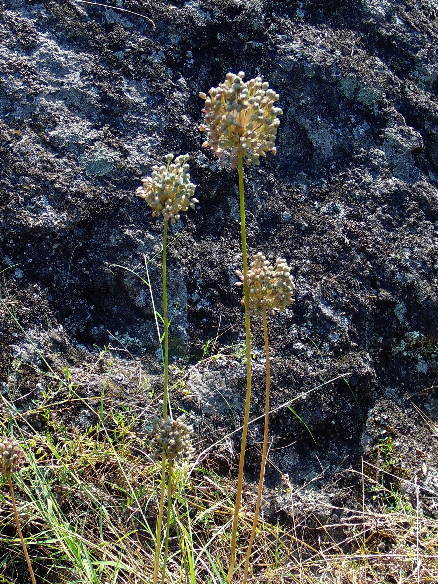 Image of sand leek