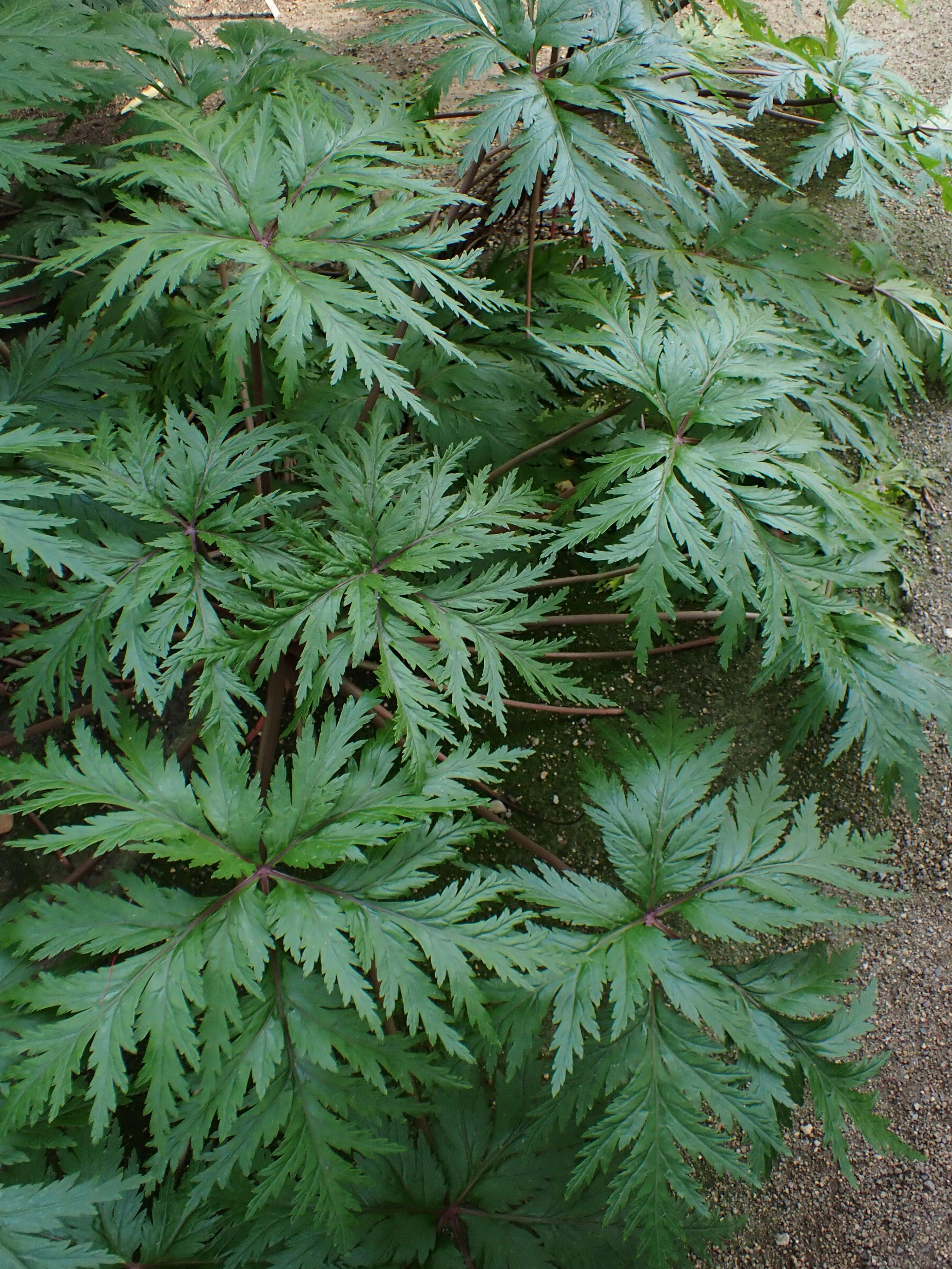 Image of Madiera cranesbill