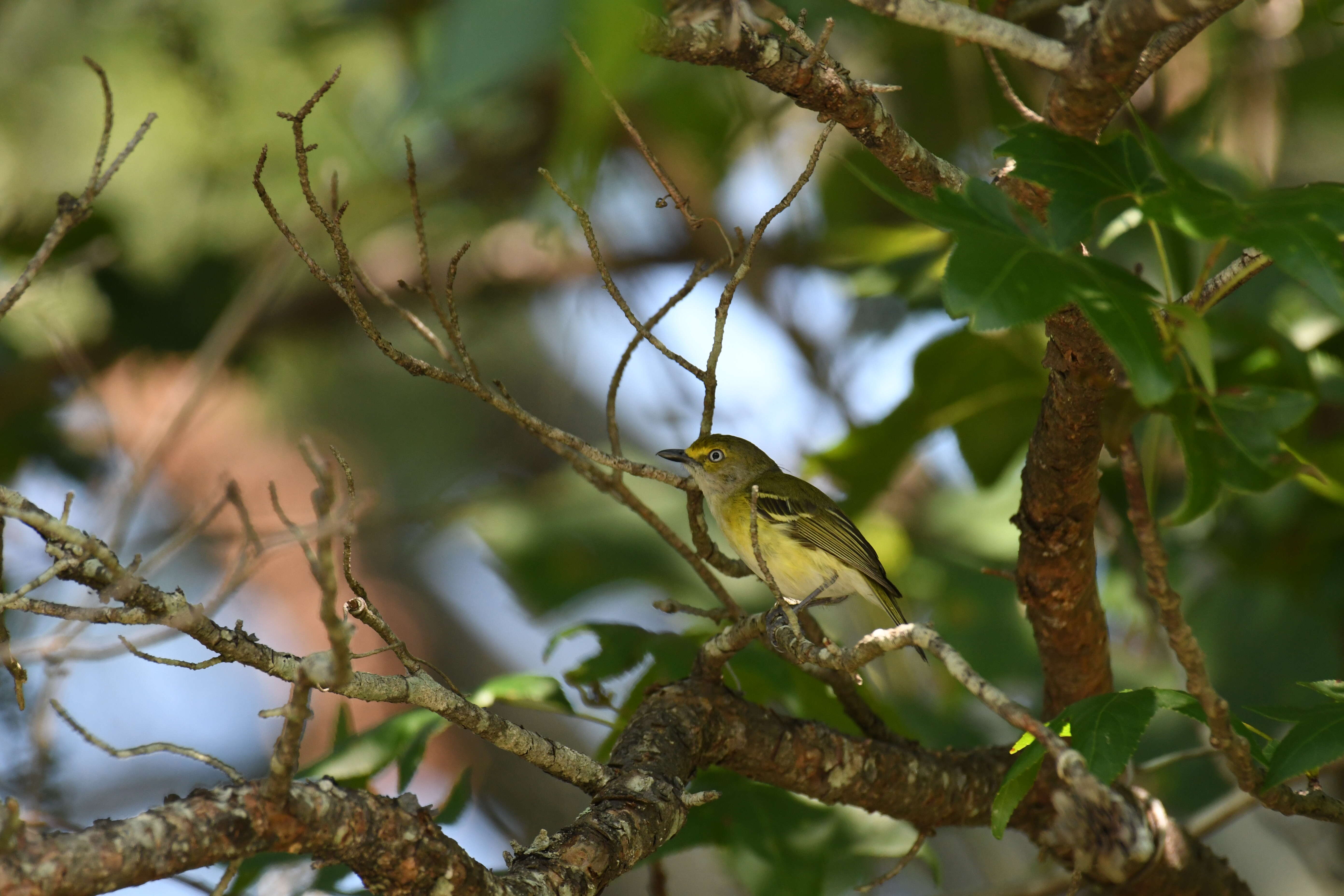 Слика од Vireo griseus (Boddaert 1783)