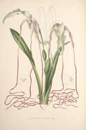 Image of Phragmipedium lindenii (Lindl.) Dressler & N. H. Williams