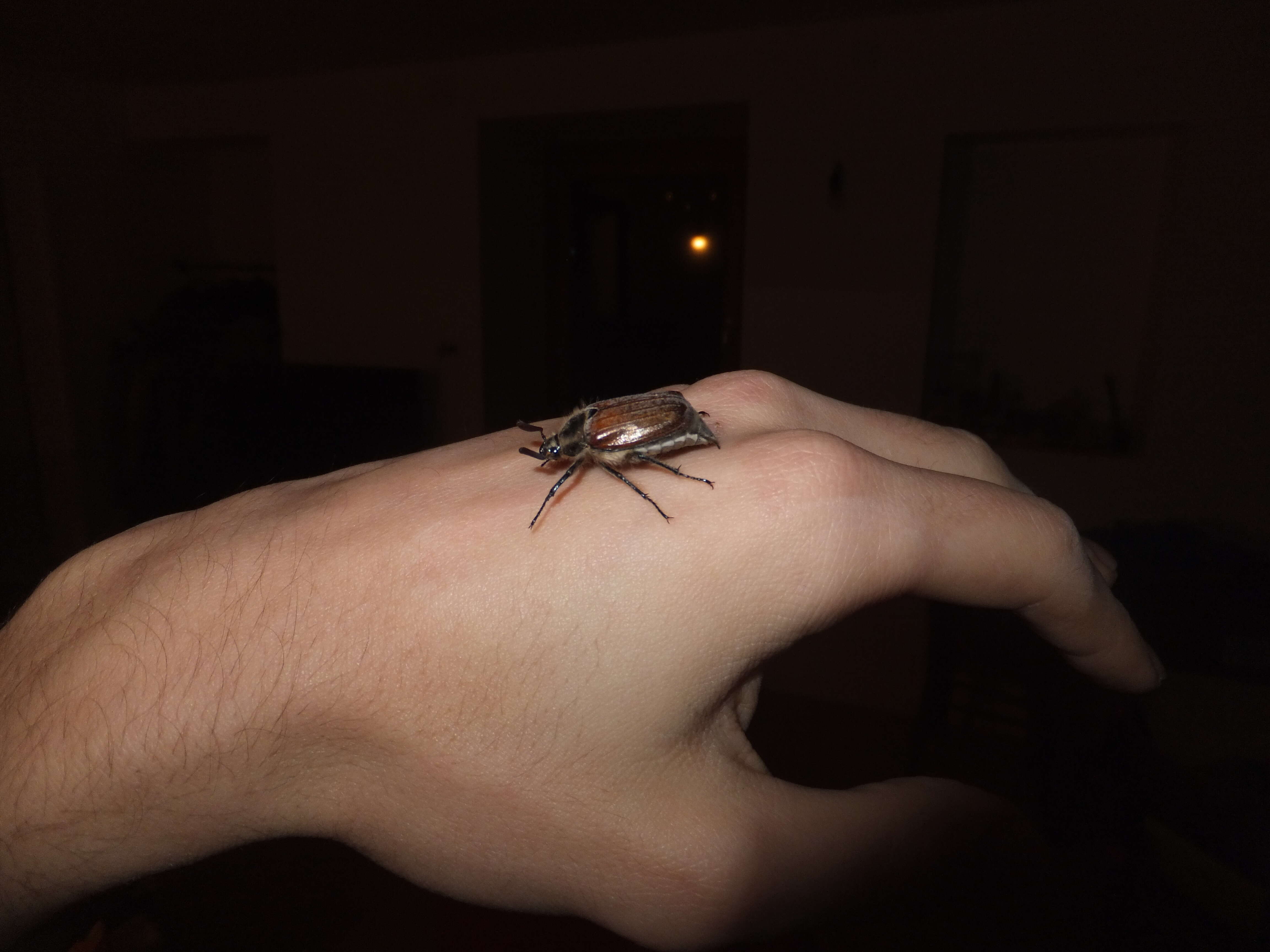 Image of chestnut cockchafer