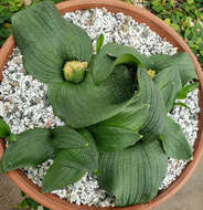 Image of Common Hedgehog Lily