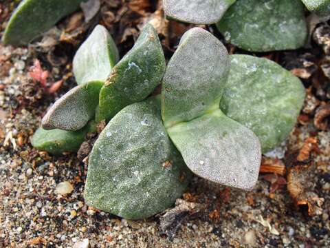 صورة Pleiospilos simulans N. E. Br.