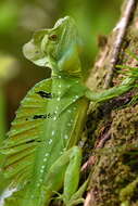 Image of Green Basilisk