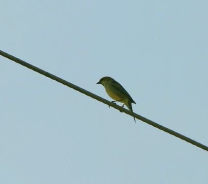 18.https www inaturalist org photos 802973.580x360