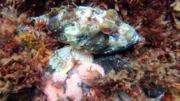 Image of Red scorpionfish