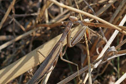 Image of Mantis