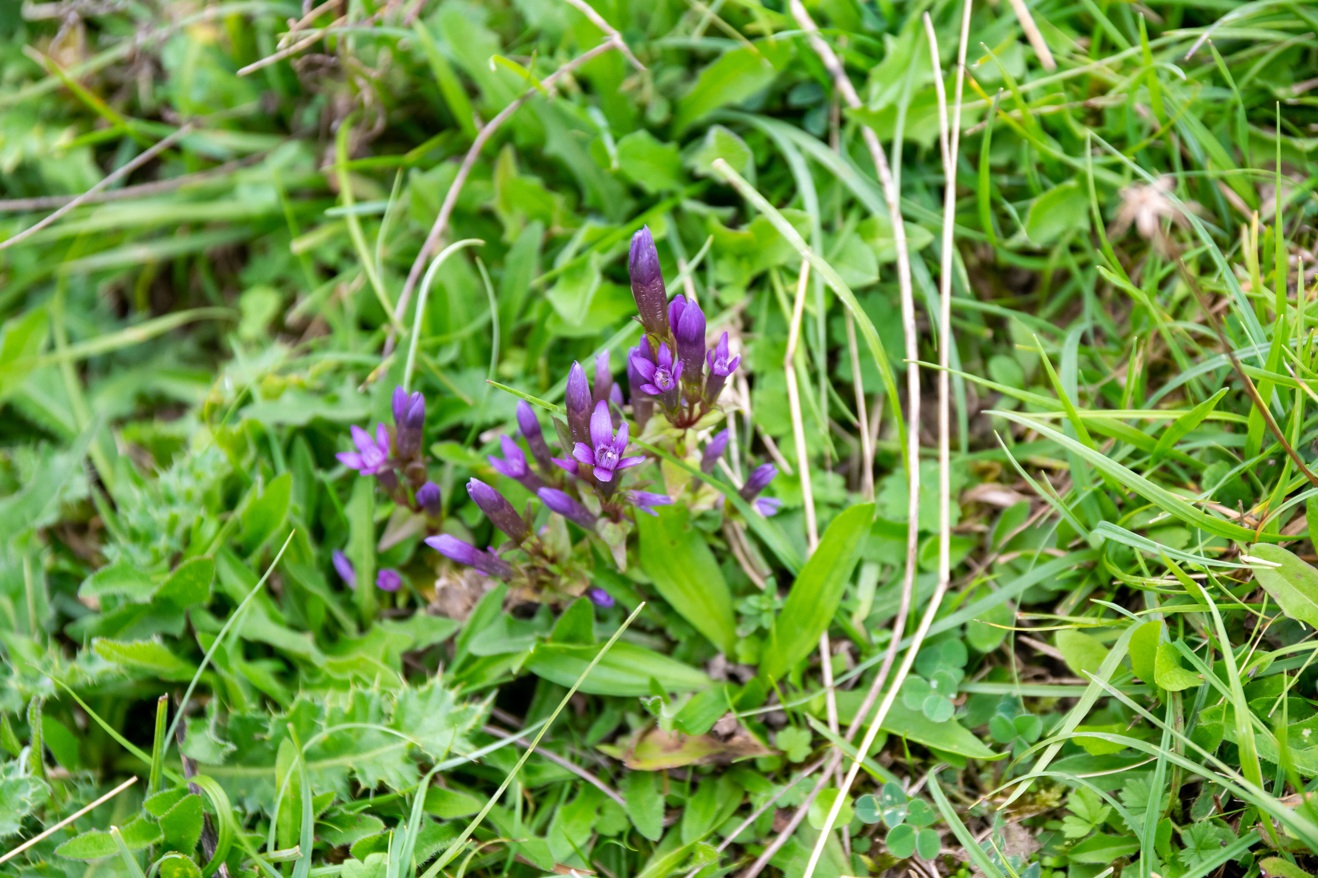 Image of chiltern gentian