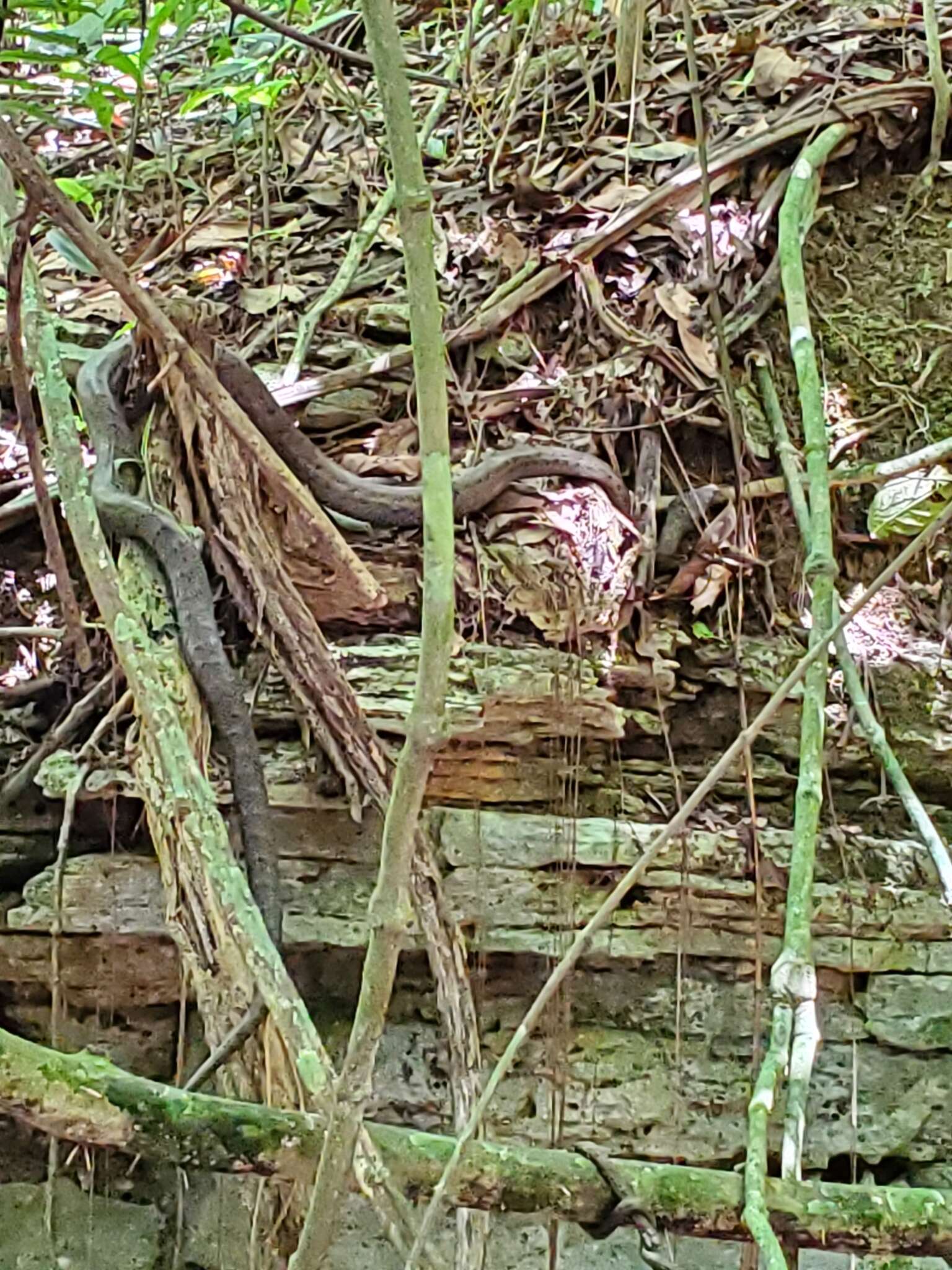 Image of Puerto Rican Boa