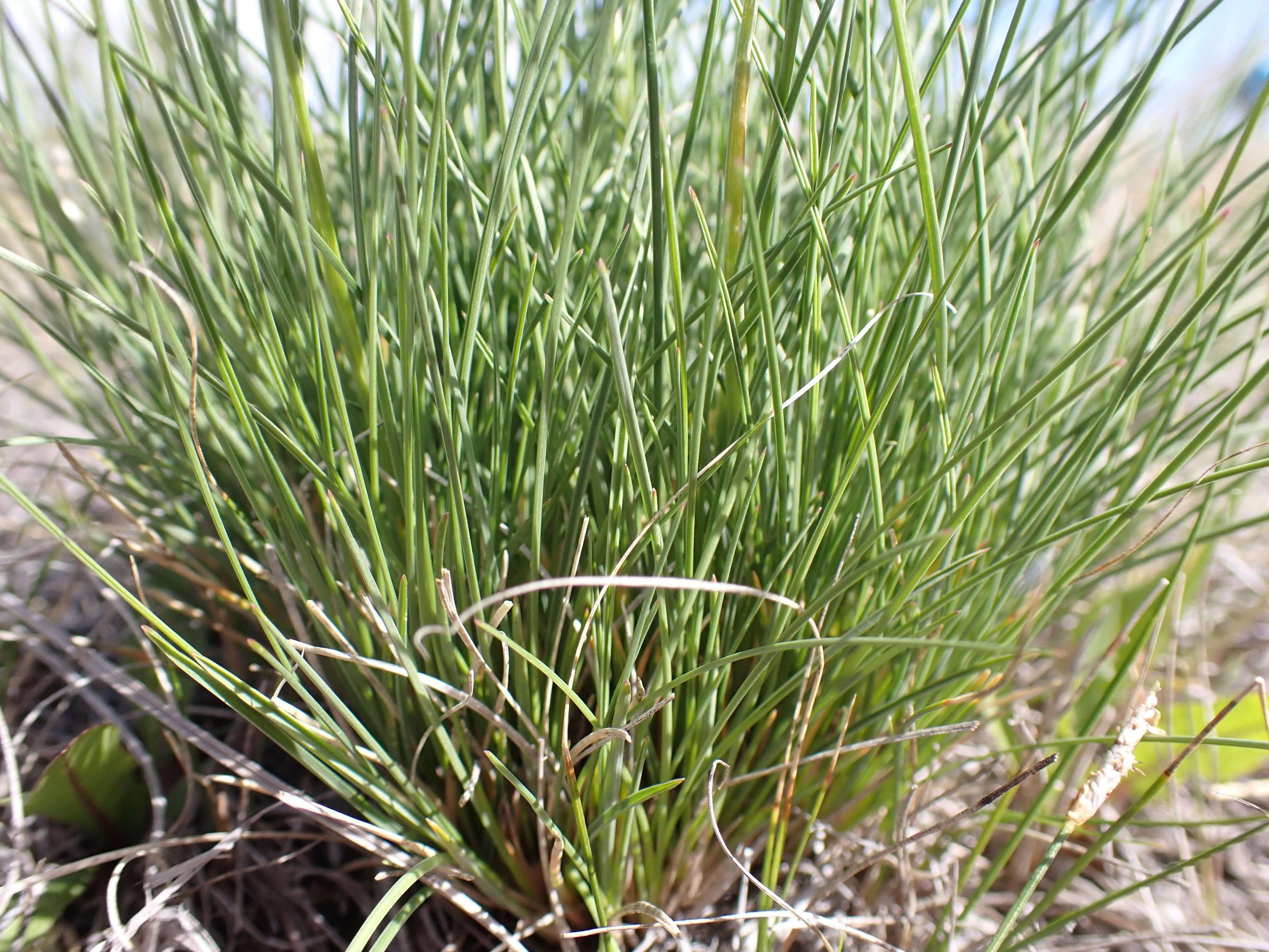 Image de Poa fendleriana (Steud.) Vasey